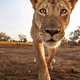 Illustration for article titled This Is What Happens When a Lion Steals Your Camera